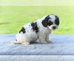 Small #2 ShihPoo