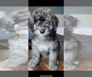 F2 Aussiedoodle Puppy for sale in GAINESVILLE, GA, USA