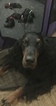 Small Photo #5 Gordon Setter Puppy For Sale in PADUCAH, KY, USA