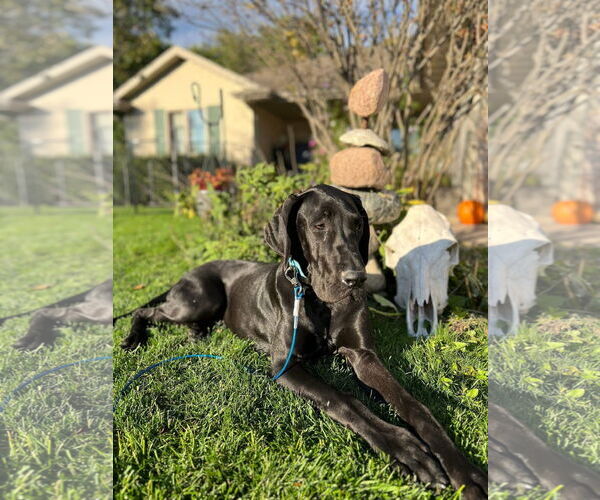 Medium Photo #4 Great Dane-Unknown Mix Puppy For Sale in New London, WI, USA