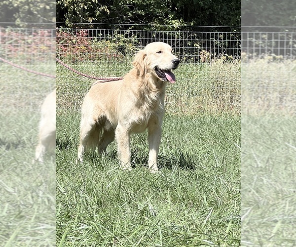 Medium Photo #1 Golden Retriever Puppy For Sale in NEOLA, WV, USA