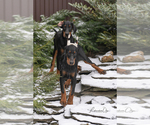 Small Photo #11 Doberman Pinscher Puppy For Sale in Moscow, Moscow, Russia