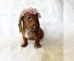 Small #4 Dachshund