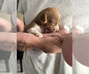 Dachshund Dog for Adoption in FOUNTAIN, Colorado USA