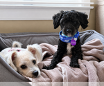 Small #3 Maltipoo (Miniature)
