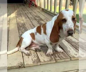 Basset Hound Dogs for adoption in Deepwater, NJ, USA