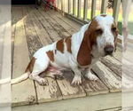 Small Basset Hound