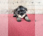 Litter of 8 - Male(s) and Female(s) Schnauzer (Miniature)Litter of Puppies for Sale - Photo #20