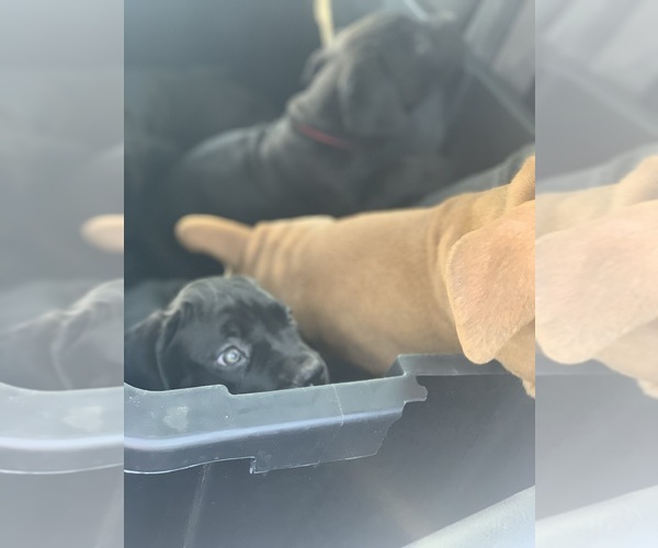 Medium Photo #75 Boerboel Puppy For Sale in LAS CRUCES, NM, USA