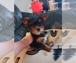 Puppy Zowie Yorkshire Terrier