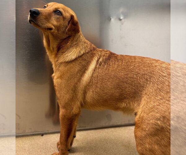 Medium Photo #4 Labrador Retriever-Retriever  Mix Puppy For Sale in Rockaway, NJ, USA