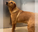 Small #3 Labrador Retriever-Retriever  Mix