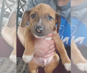Beagle-Catahoula Leopard Dog Mix Puppy for sale in CASSVILLE, MO, USA