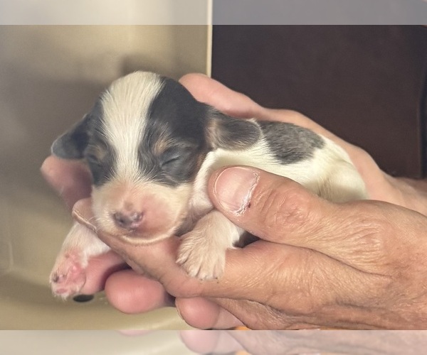 Medium Photo #2 Dachshund Puppy For Sale in FOUNTAIN, CO, USA