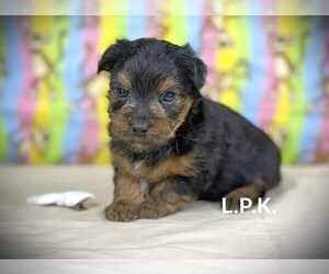 Yorkshire Terrier Puppy for sale in WINNSBORO, LA, USA