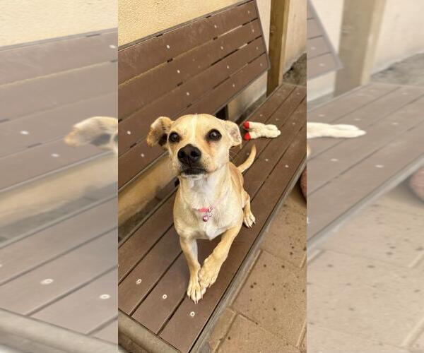Medium Photo #1 Chihuahua Puppy For Sale in Santa Barbara, CA, USA