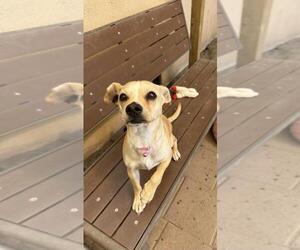 Chihuahua Dogs for adoption in Santa Barbara, CA, USA