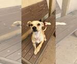 Small Chihuahua