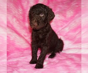 Labradoodle mix (+ Poodle Standard) Puppy for sale in LA HABRA, CA, USA
