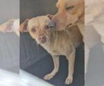 Small Chihuahua Mix