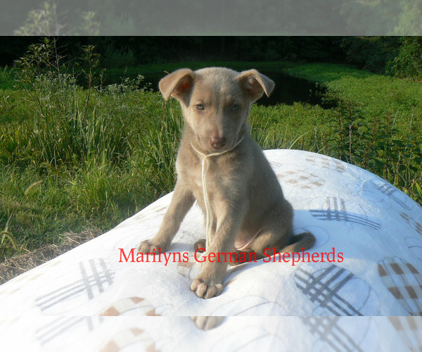Medium Photo #3 German Shepherd Dog Puppy For Sale in PIEDMONT, MO, USA
