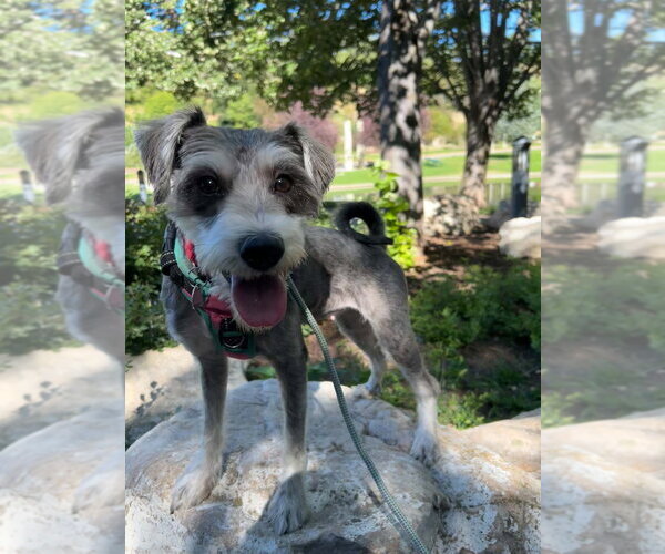 Medium Photo #2 Mutt Puppy For Sale in Salt Lake City, UT, USA