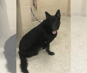 German Shepherd Dog Dogs for adoption in Conroe, TX, USA