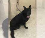 Small German Shepherd Dog