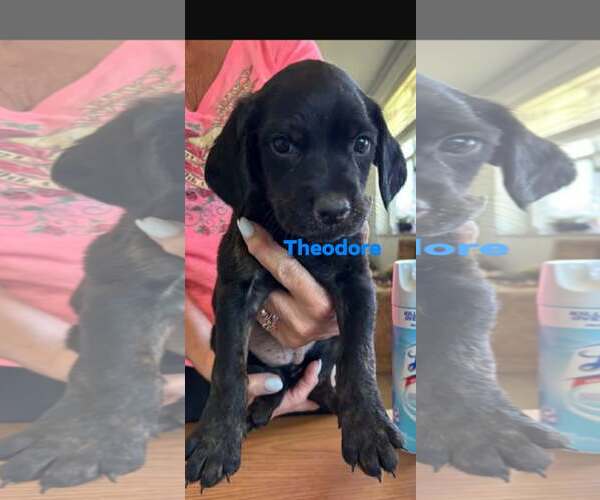 Medium Photo #3 Boykin Spaniel-Unknown Mix Puppy For Sale in Brooksville, FL, USA