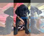 Small #2 Boykin Spaniel Mix