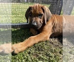 Small Photo #3 Rhodesian Ridgeback Puppy For Sale in TAMPA, FL, USA