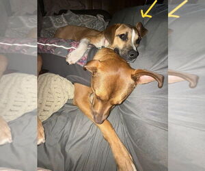 Baby Jane (AL) - Female Mutt Dog for Adoption - Photo #4