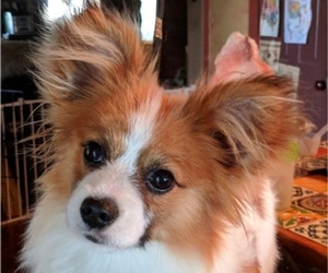 Papillon Puppy for sale in FREWSBURG, NY, USA