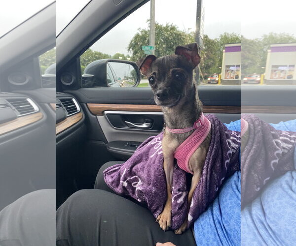 Medium Photo #4 Chihuahua Puppy For Sale in Holly Springs, NC, USA
