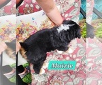 Small #5 Bernese Mountain Dog