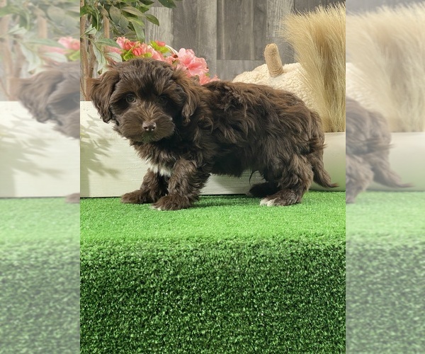 Medium Photo #3 Havanese Puppy For Sale in CANOGA, NY, USA