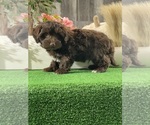 Small #2 Havanese