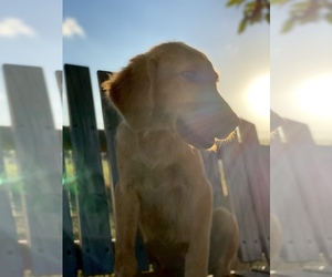 Golden Retriever Dog for Adoption in INOLA, Oklahoma USA