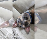 Small #4 American Staffordshire Terrier Mix