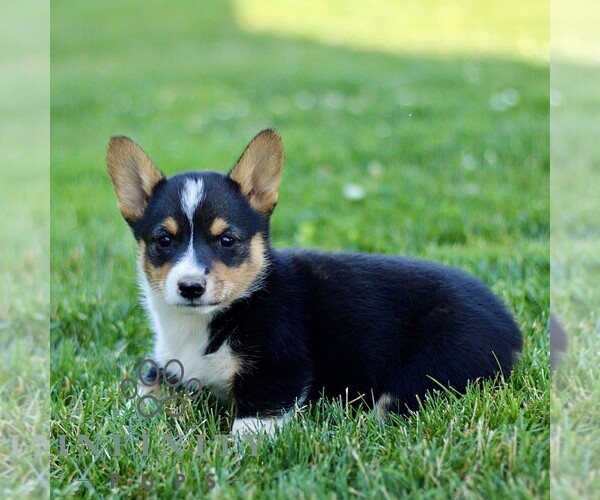 Medium Photo #4 Pembroke Welsh Corgi Puppy For Sale in PARADISE, PA, USA