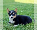 Small #3 Pembroke Welsh Corgi