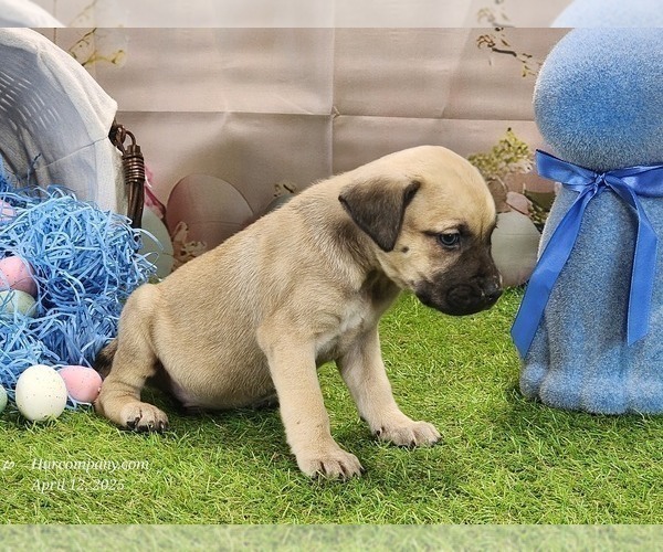 Medium Photo #26 Catahoula Leopard Dog Puppy For Sale in CUMBY, TX, USA