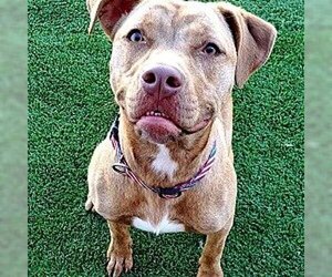 American Pit Bull Terrier-Unknown Mix Dogs for adoption in Denton, TX, USA