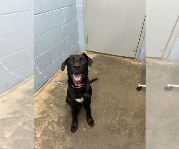 Medium Photo #2 - Mix Puppy For Sale in Evansville, IN, USA
