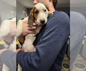 Beagle-Unknown Mix Dogs for adoption in Plainfield, IL, USA