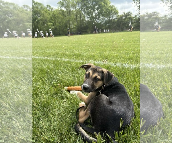 Medium Photo #4 Siberian Husky-Unknown Mix Puppy For Sale in Germantown, OH, USA