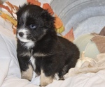 Small Photo #1 Miniature Australian Shepherd Puppy For Sale in HILLSBORO, KS, USA