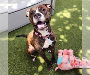 American Pit Bull Terrier Dogs for adoption in Minneapolis, MN, USA