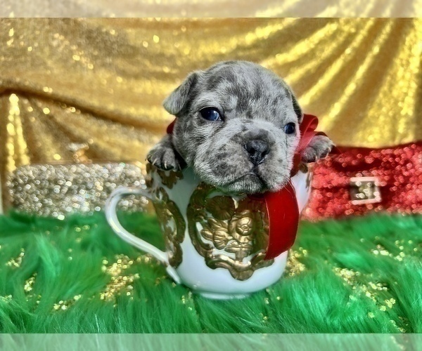 Medium Photo #51 French Bulldog Puppy For Sale in HAYWARD, CA, USA