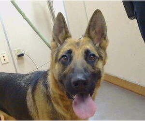 German Shepherd Dog Dogs for adoption in Sacramento, CA, USA